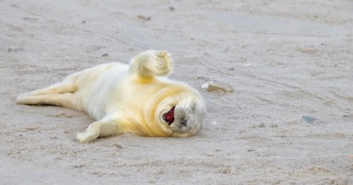 Diese 10 extrem lustigen Tierfotos stehen auf der Shortlist der Nikon Comedy Wildlife Awards und sind wirklich zum Schießen