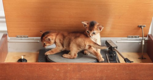 Tierisch gute Musik? Die 10 ikonischsten Plattencover mit Tieren