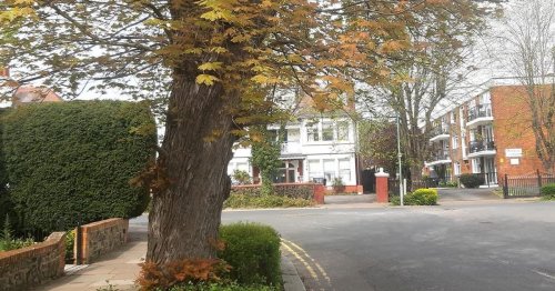 'Treasured' tree to be cut down by council because of 'absurd' claims it leans over road