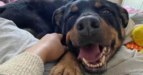 9 gorgeous Dogs Trust pooches looking for their forever homes this May