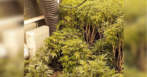 Inside man's 'very sophisticated' cannabis farm to repay debts and pay mortgage