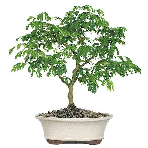A Brazilian bonsai tree