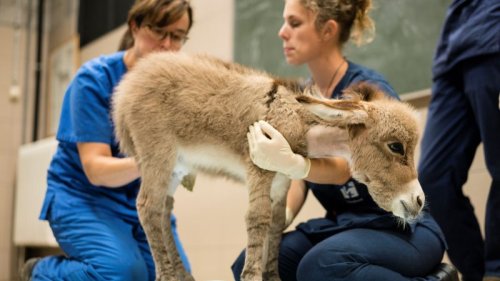 Animal health, a prerequisite for animal welfare