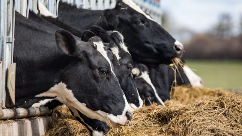 EURACTIV - Agrifood cover image