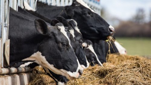 Agrifood Podcast: Parliament battles over votes & CAP environmental exemptions