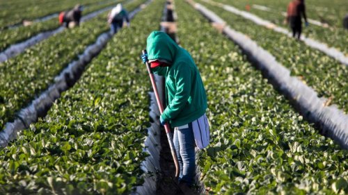 Dutch government opposes EU plans to bring in migrant workers