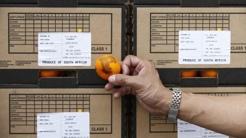 Tonnes of fruit stranded in EU, South Africa battle of oranges
