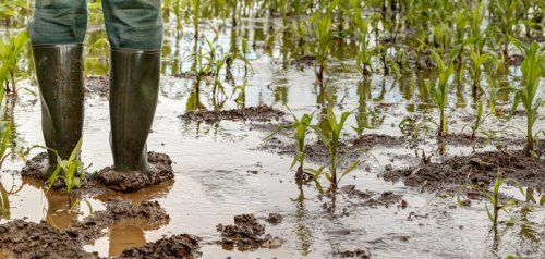 EU experts increasingly worried about impact of extreme weather on food security