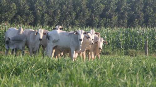 Media Partnership - AgriTalks Ireland: The Brazilian experience in reducing the carbon footprint in livestock farming