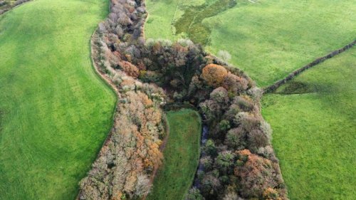 Irland arbeitet an der Aufforstung dezimierter Wälder