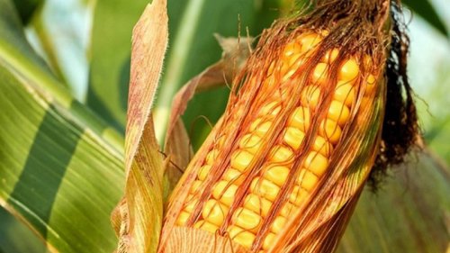 How Much Nitrogen Does Corn Get From Fertilizer? Less Than Farmers Think
