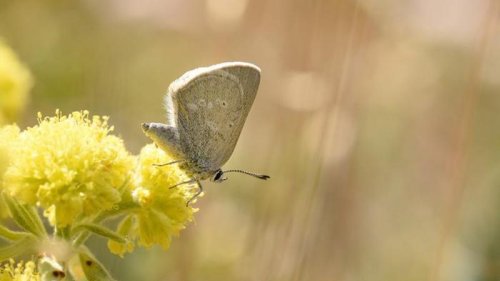 Curious Isolation: New Butterfly Species Discovered