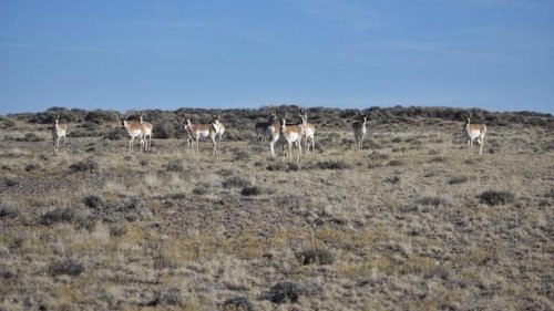 Energy Development And Tree Encroachment Impact Wyoming Pronghorn