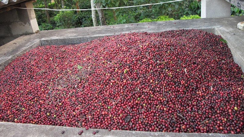 India’s Trade Performance And Case Of Brewing Success With Coffee Exports – Analysis
