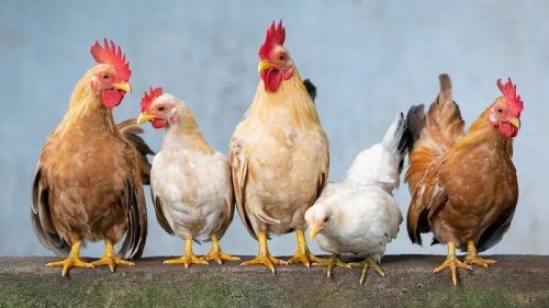 Study Predicts Long-Term Drop In Chicken Fertility Rates