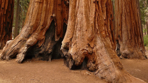600 Years Of Tree Rings Reveal Climate Risks In California