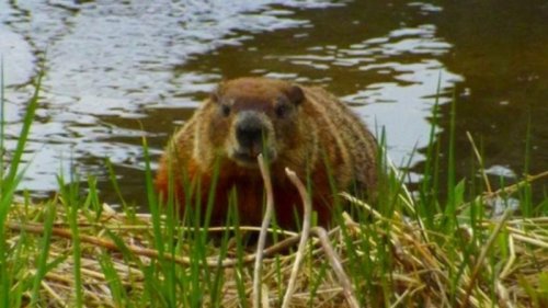 Scientists, Others To Discuss Impact Of Beaver Movement Into Arctic