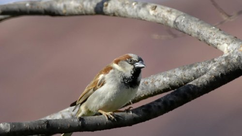 Urban Density Strongly Correlates With House Sparrow Health