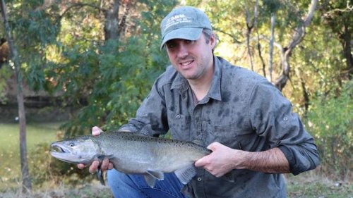 Restored Stream Supports New Wild Salmon Run