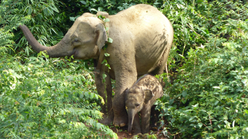 Asian Elephants Prefer Habitats On Boundaries Of Protected Areas