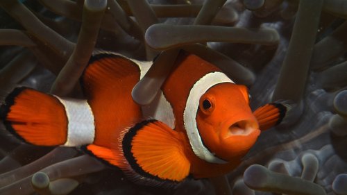 Ocean Warming Impacts Growth, Metabolic Rate And Gene Activity Of Newly Hatched Clownfish