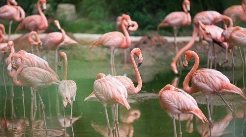 Flamingos Create Water Tornados To Trap Their Prey