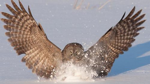 Owl Wing Design Reduces Aircraft, Wind Turbine Noise Pollution