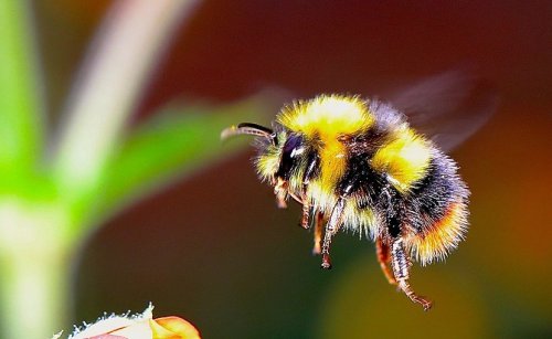 Bumblebees Appear To Feel Pain