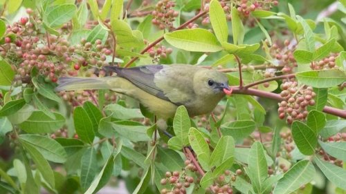 Tropical Forests Can’t Recover Naturally Without Fruit Eating Birds