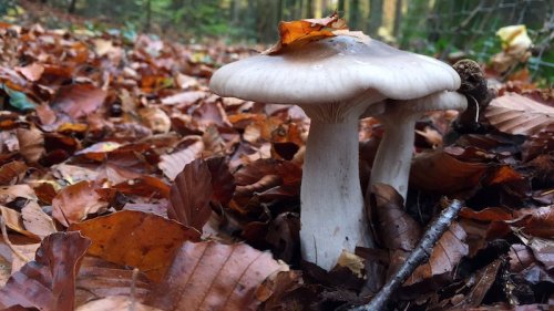 Dual Associations With Two Fungi Improve Tree Fitness