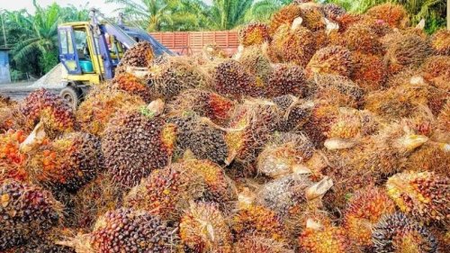 Palm Oil Banned By Europe: Indonesian Strategy And Diplomacy – OpEd
