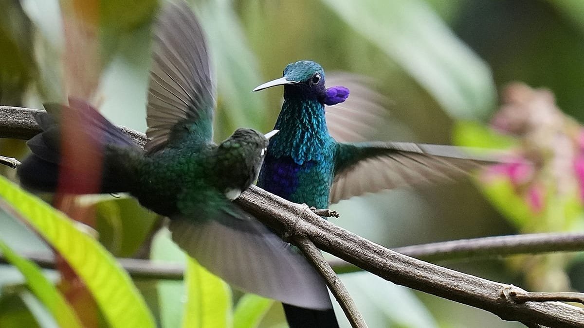 En Équateur, une forêt ancestrale est le dernier refuge d’un colibri menacé d’extinction
