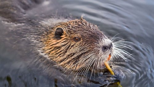 Beavers are returning to London - and they might protect a local train station from flooding