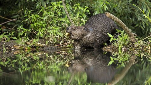 Beavers are helping to rewild London: Where and how to see Europe’s largest rodents