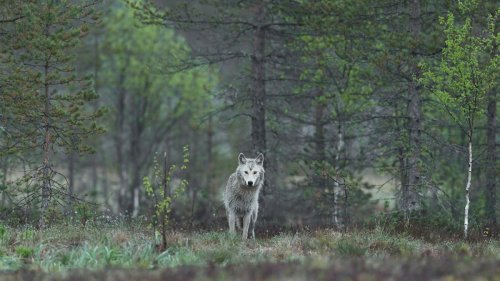 These tracking holidays offer ‘total immersion’ into the world of Europe’s wolves