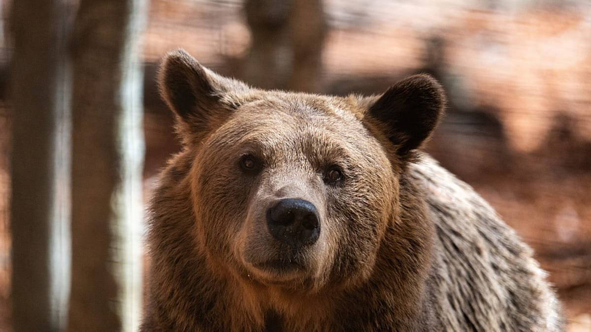 Les animaux sauvages de plus en plus nombreux en Grèce : la peur gagne certains villages