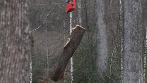 French oak trees airlifted to rebuild Notre-Dame cathedral