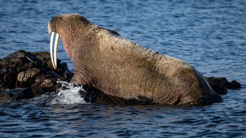 Rare visitor: Walrus spotting off Normandy coast in France, thousands of kilometres from Arctic home
