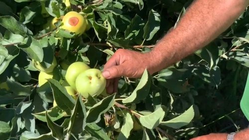 Portugal drought: Fruit growers' harvest gloom after months of dry weather