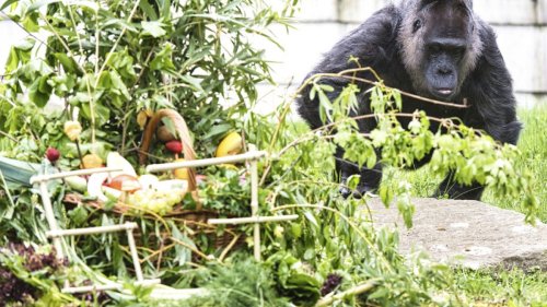 Schon seit vor der Mauer in Berlin - Ältester Gorilla der Welt: Fatou feiert 67. Geburtstag