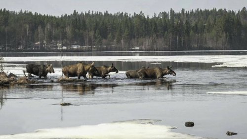 Video. Millionen verfolgen Schwedens Elchwanderung im TV