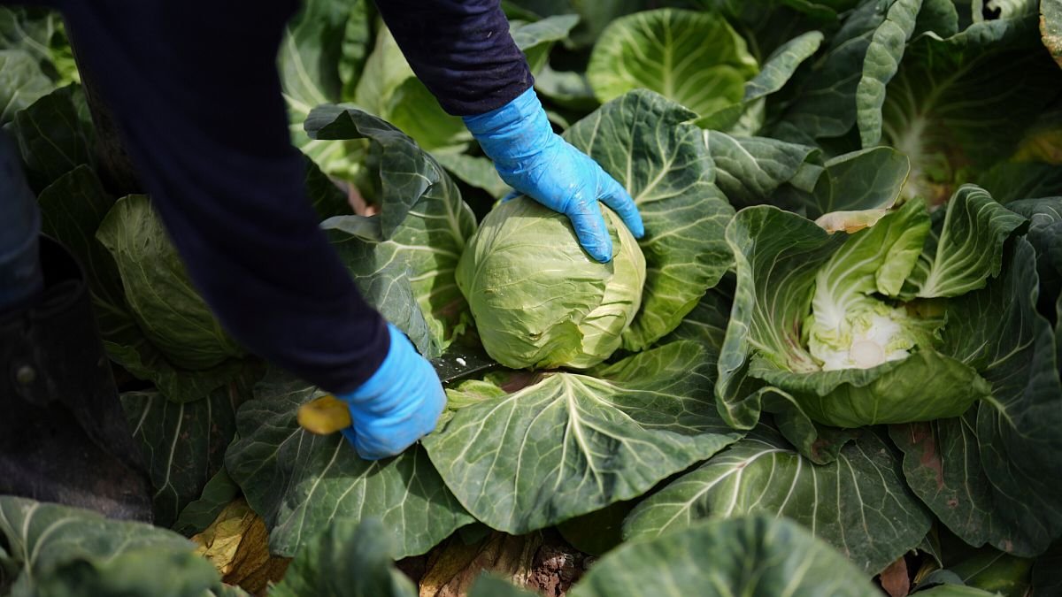 Une meilleure alimentation pourrait réduire les émissions agricoles de 15% et éviter 15 millions de décès par an