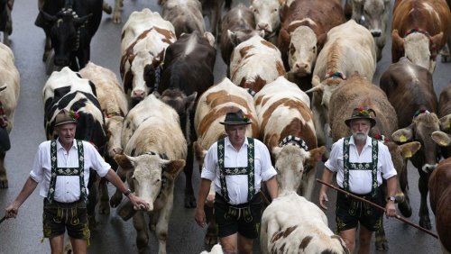Vereinte Nationen führen uns in die Viehwirtschaft der Zukunft