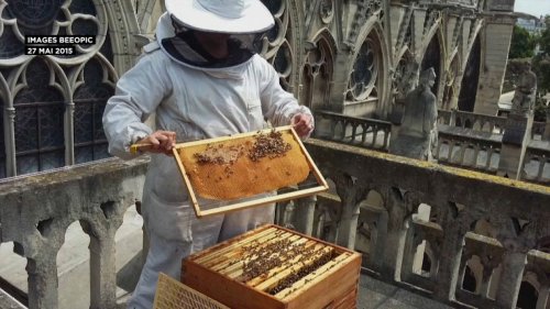 Les abeilles rescapées de Notre-Dame