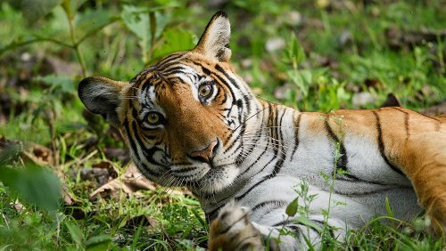 The new 'Big 5' are the animals we need to protect, not harm, the most