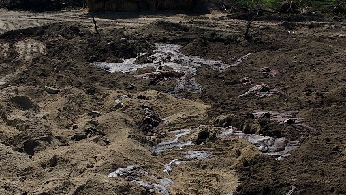 Hongrie : des images choquantes du bétail en décomposition enterré à Hegyeshalom
