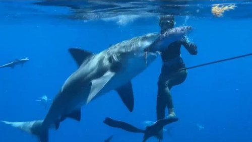 Ecotourisme : plongée avec des requins en Floride