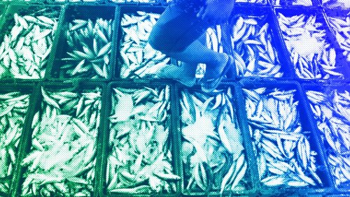 View Q&A: Managing oceans better could be of immense benefit to humanity