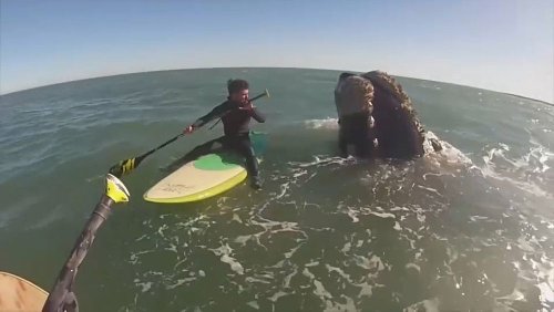Deux Argentins se retrouvent nez-à-nez avec 12 baleines lors d'une balade en paddle