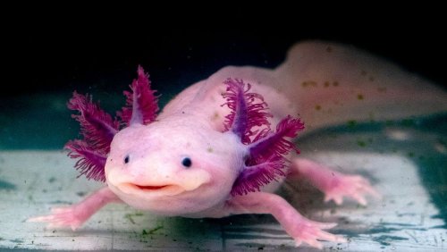 Salamanders can regrow lost body parts. Scientists think their secret could help heal humans too